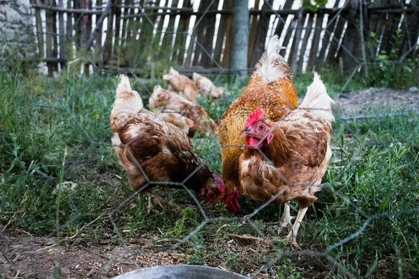 Horoz ve Tavuklar. Serbest Penis ve Tavuklar