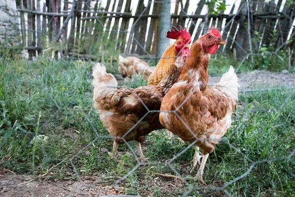 Rooster and Chickens. Free Range Cock and Hens