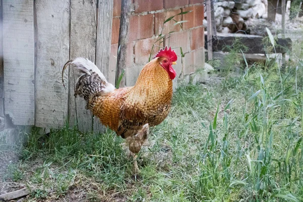 Rooster and hen. Hen and rooster farm scene. Farm rooster hen view