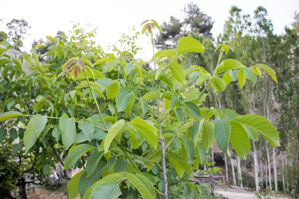 Árbol de nuez de hoja verde, increíble maravilla de la naturaleza —  Fotos de Stock