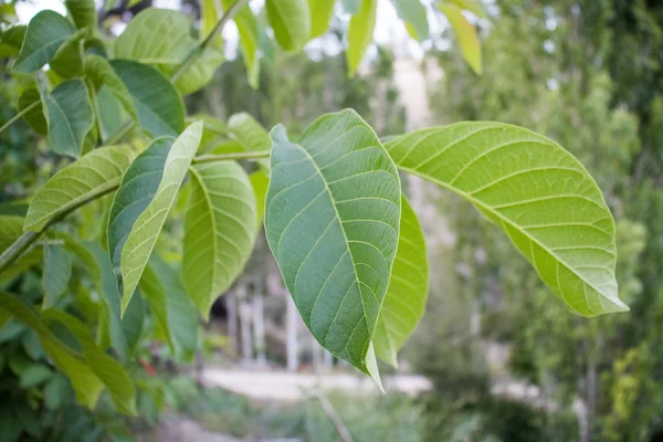 Árbol de nuez de hoja verde, increíble maravilla de la naturaleza —  Fotos de Stock