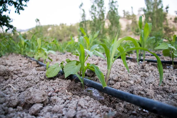 Drip irrigation system, cornfield, gorgeous green background — Stock Photo, Image