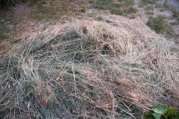 Avena ed erbe essiccate deposte nel terreno — Foto Stock