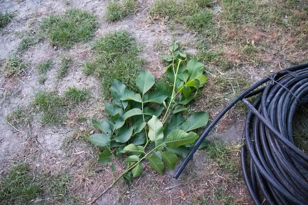 Tubos de plástico negro en espiral almacenados al aire libre — Foto de Stock