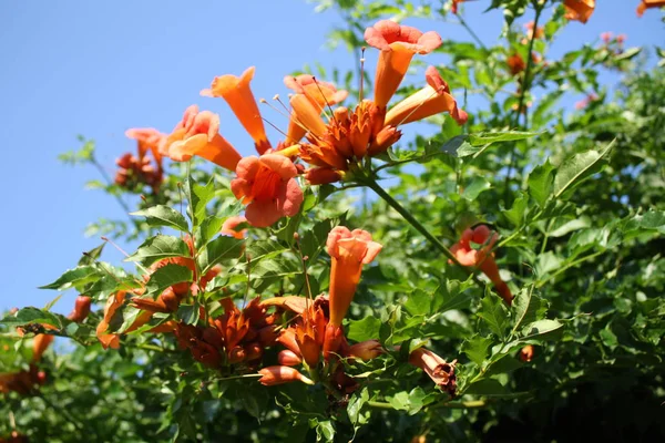 Orange tropical flowers on tree