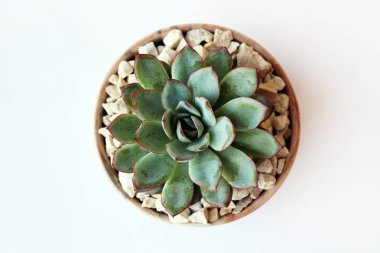 echeveria (sulu) beyaz bir arka plan üzerinde bir tencerede