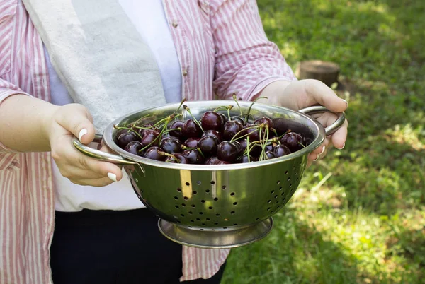 girl in shirt holding a colander with ripe sweet cherry in the garden