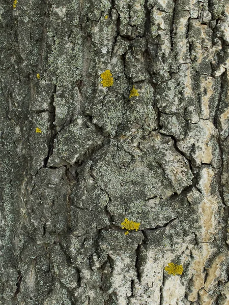 Casca Nogueira Texturizada Casca Árvore Texturizada — Fotografia de Stock