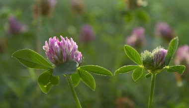 Sabah çayırda pembe yonca çiçekleri