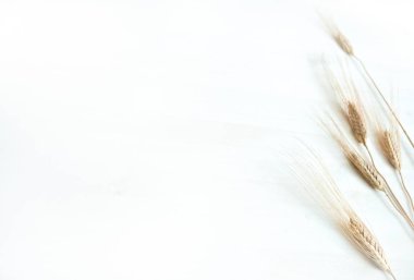 Bir Rye kulaklara beyaz bir arka plan