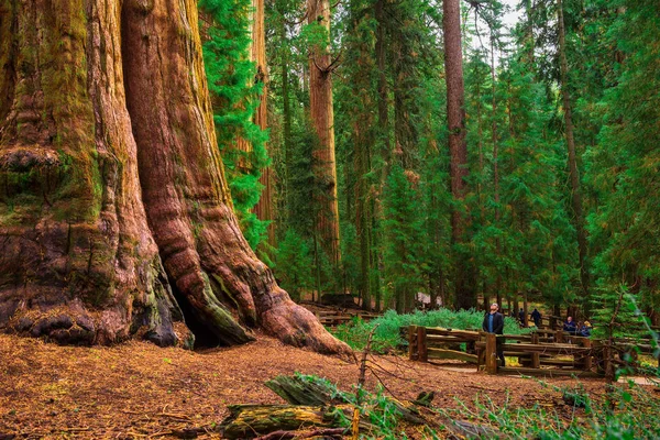 Turisti da un albero di sequoia gigante — Foto Stock