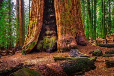 Eski General Sherman Tree Sequoia Ulusal Parkı'nda