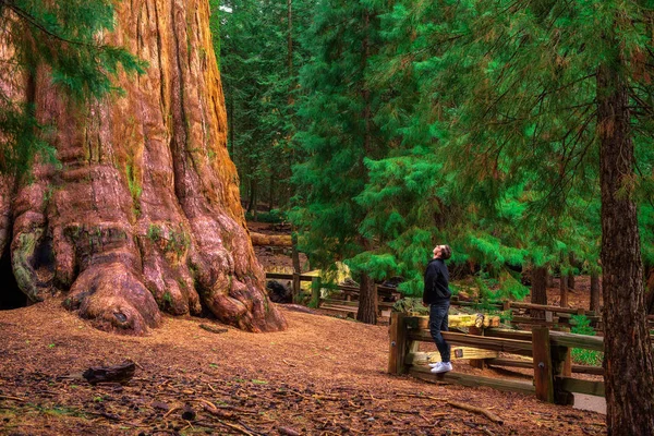 Turista alza lo sguardo su un albero di sequoia gigante — Foto Stock