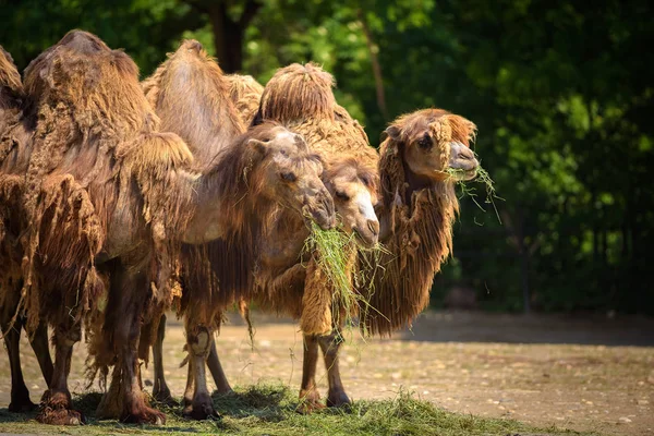 Three Bactrian camels feeding — Stock Photo, Image