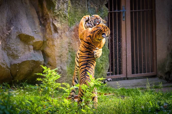 Dva mladí malajských tygrů boj — Stock fotografie
