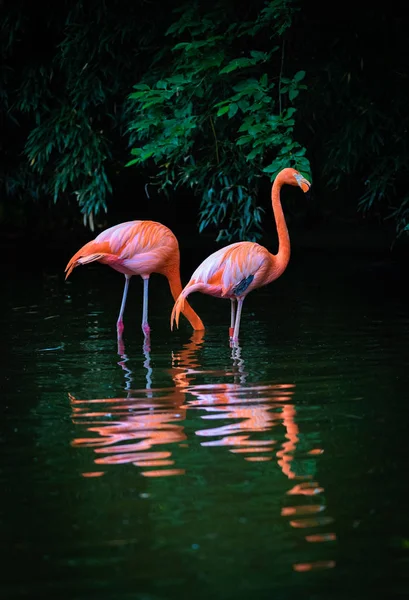 Twee Caribische Flamingo's met weerspiegeling in het water — Stockfoto