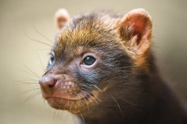 Portrait of a bush dog puppy — Stock Photo, Image