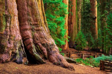 Eski General Sherman Tree Sequoia Ulusal Parkı'nda