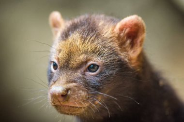 Bush köpek yavrusu portresi
