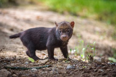 Bush köpek yavrusu portresi