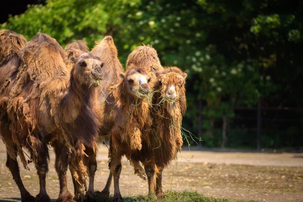 Three Bactrian camels feeding — Stock Photo, Image