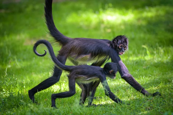 Dos Geoffroys Monos Araña caminando —  Fotos de Stock