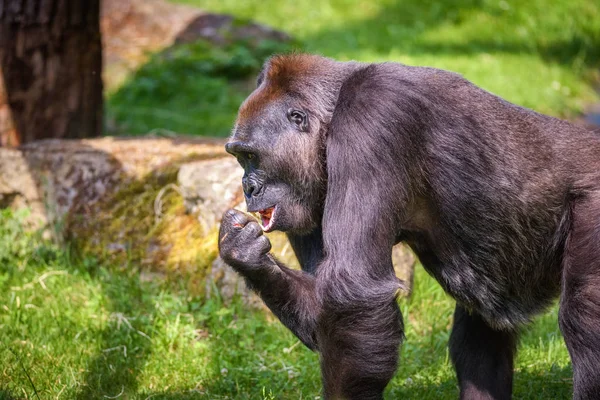 Portrait of a big western lowland gorilla — Stock Photo, Image