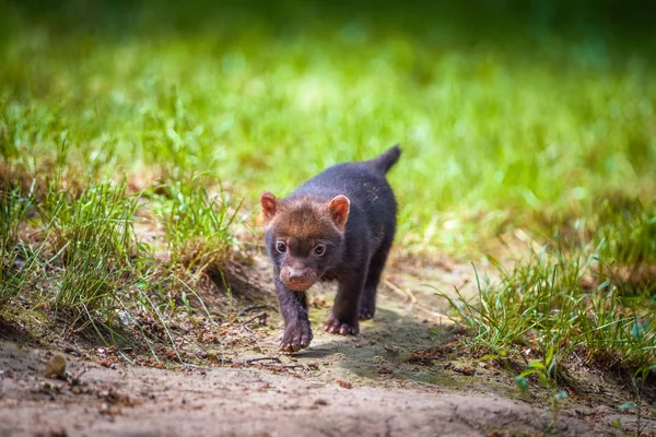 Bush köpek yavrusu portresi