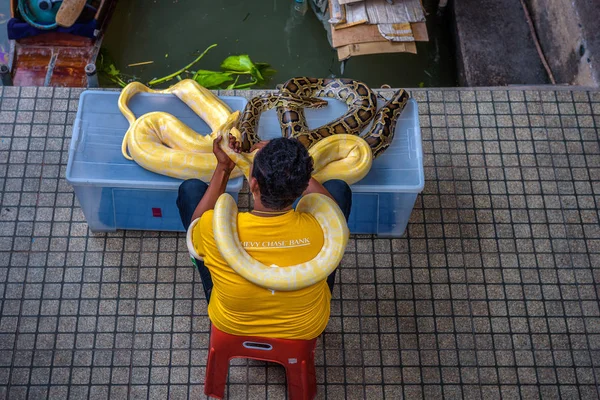 Tayland turist için resimleri bir python ile yerel satıcı sunar