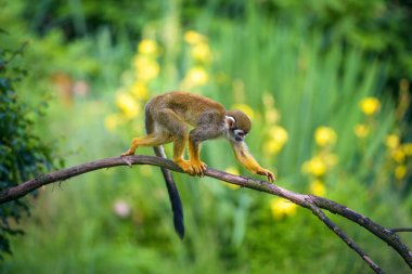 Ortak sincap bir ağaç dalı üzerinde yürüyen maymun