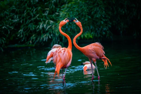 Dois Flamingos caribenhos em luta — Fotografia de Stock