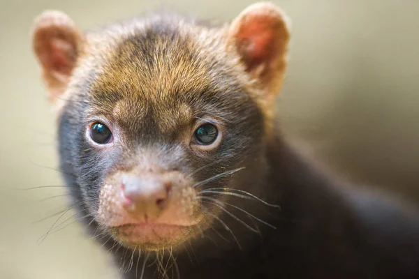 Portrait of a bush dog puppy — Stock Photo, Image