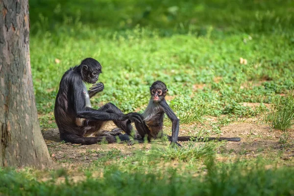 Geoffroys Spider Monkey y su bebé —  Fotos de Stock
