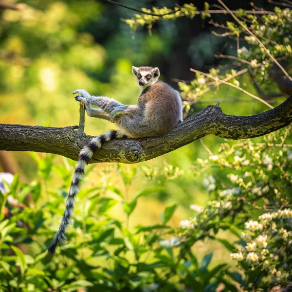 Retrato de lémur de cola anillada — Foto de Stock