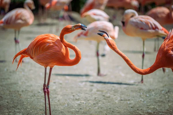 Twee Caribische Flamingo's in strijd — Stockfoto