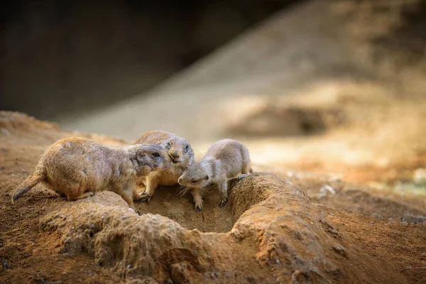 Three prairie dogs at their lair — Stock Photo, Image