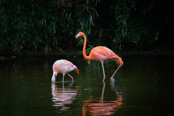 Twee Caribische Flamingo's in een meer — Stockfoto