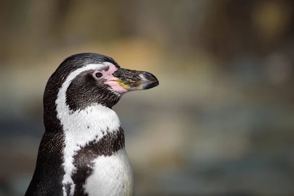 Close up retrato de Humboldt pinguim — Fotografia de Stock