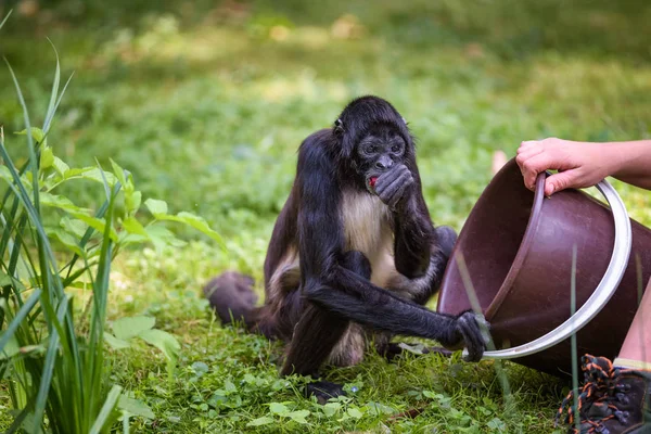 Spider Monkey being fed by a caretaker — Stock Photo, Image