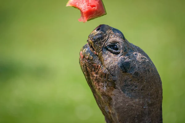 Hand voeding een reuzenschildpad met een watermeloen — Stockfoto