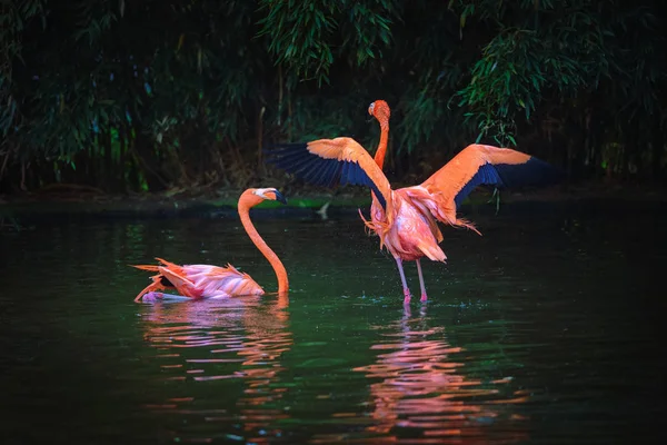 Два карибских фламинго в озере — стоковое фото