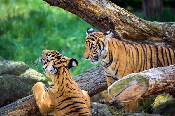 Два молодых малайских тигра — стоковое фото