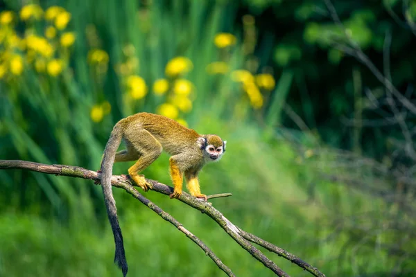 Common squirrel monkey walking on a tree branch