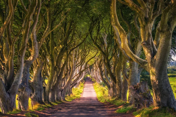 De donkere Hedges in Noord-Ierland bij zonsondergang — Stockfoto