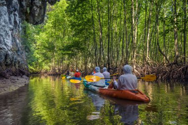 Mangrov ormanın içinde kanosu turist grup