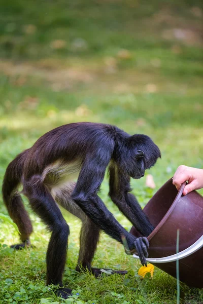 Macaco-aranha sendo alimentado por um zelador — Fotografia de Stock