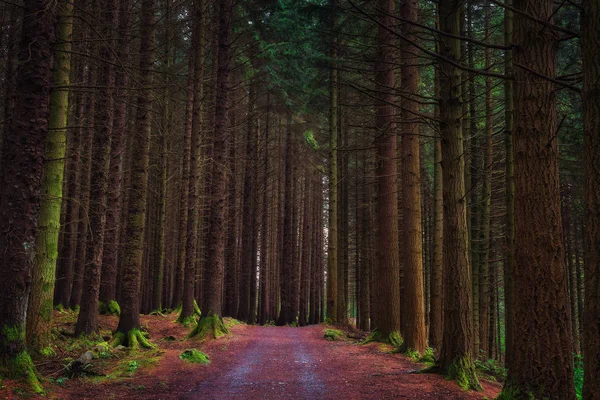 Toprak yol Tollymore Forest Park — Stok fotoğraf