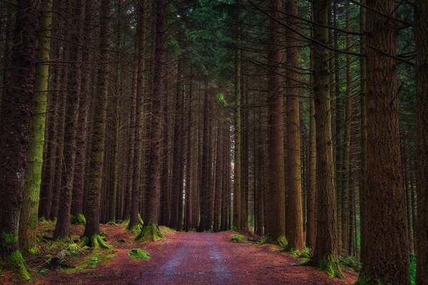 Feldweg im mautpflichtigen Waldpark — Stockfoto