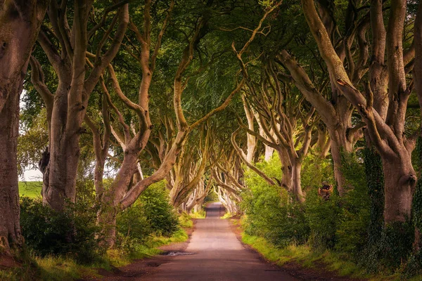 Les haies sombres en Irlande du Nord au coucher du soleil — Photo