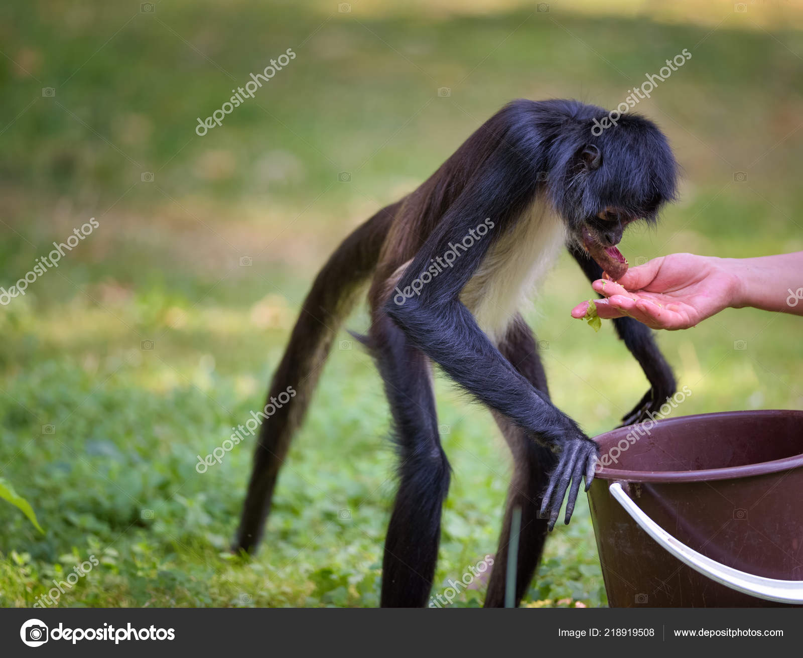 Mono Araña siendo alimentado por un cuidador — Foto de stock #218919508 ©  miroslav_1, image size:1600x1311